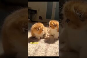 Cat Playing Together #cat #funny #catlover #cute #kitten #pets #animals #animallover #kitten