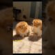 Cat Playing Together #cat #funny #catlover #cute #kitten #pets #animals #animallover #kitten