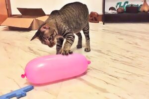 Cat Reaction to Playing Balloon - Funny Cat Balloon Reaction Compilation 2019