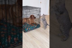 Cat Rescues Dog