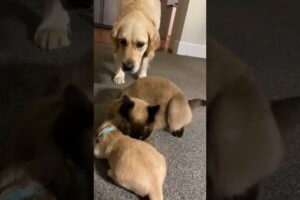 Cat comforts crying puppy while mom takes a break