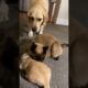 Cat comforts crying puppy while mom takes a break