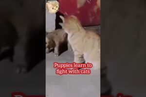 Cat trains puppy martial arts #cute animals #funny #kittens #puppies