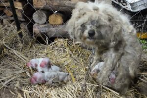 Chained, the mother dog holds her newborn puppies and cries when there is no milk to feed them