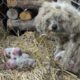 Chained, the mother dog holds her newborn puppies and cries when there is no milk to feed them