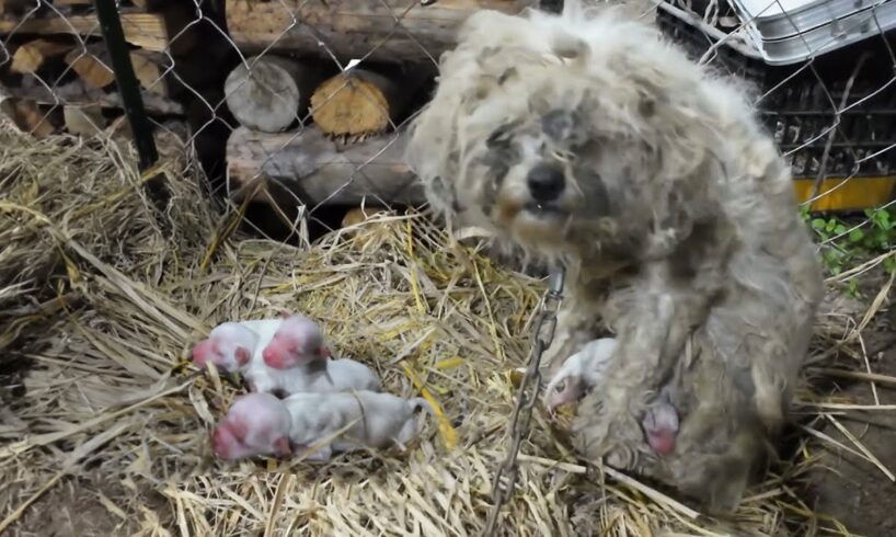 Chained, the mother dog holds her newborn puppies and cries when there is no milk to feed them