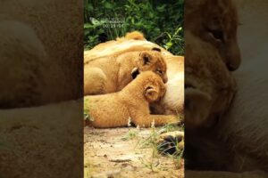 Chubby Little Lion Cub Complains To His Mother About Competition At The Milk Bar