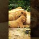 Chubby Little Lion Cub Complains To His Mother About Competition At The Milk Bar