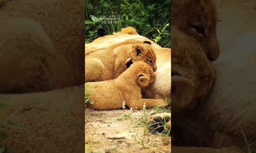 Chubby Little Lion Cub Complains To His Mother About Competition At The Milk Bar