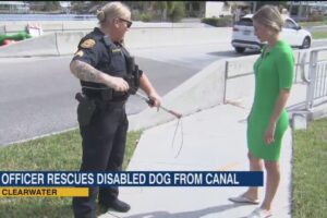 Clearwater Police rescues elderly, disabled dog from canal