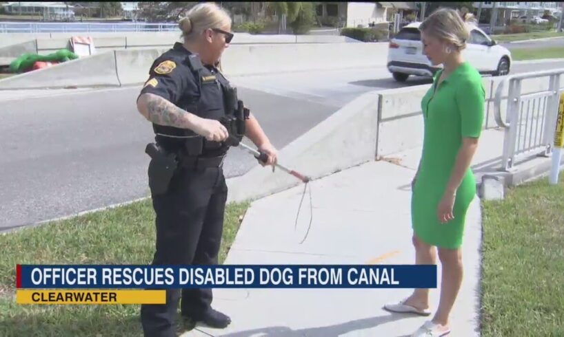 Clearwater Police rescues elderly, disabled dog from canal