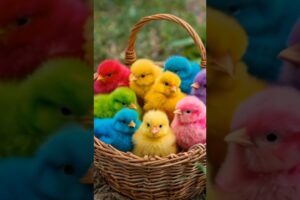 Colored baby chicks/ rainbow chicks short#cute #animals #birds #chicks #babychicken #shortvideo