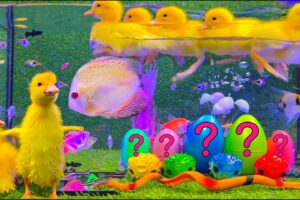 Colorful Aquarium | Baby Ducks, Rainbow Eggs, Frog, Snake, Koi Fish - cute baby animals videos