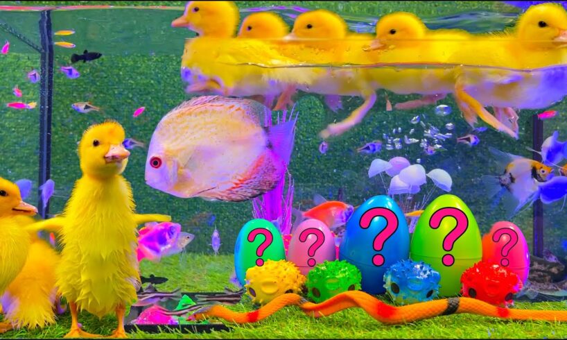 Colorful Aquarium | Baby Ducks, Rainbow Eggs, Frog, Snake, Koi Fish - cute baby animals videos