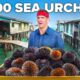 Cooking 1000 Sea Urchins!! Papua’s Ocean Tribe!!