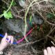 Couple On Vacation Finds Dog Paralyzed Under Tangled Vines | The Dodo