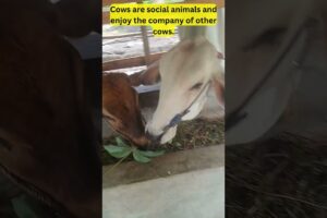 Cows are social animals🐄🤠🐮 #cowfacts #funfacts #didyouknow #shortvideo #shortsviral