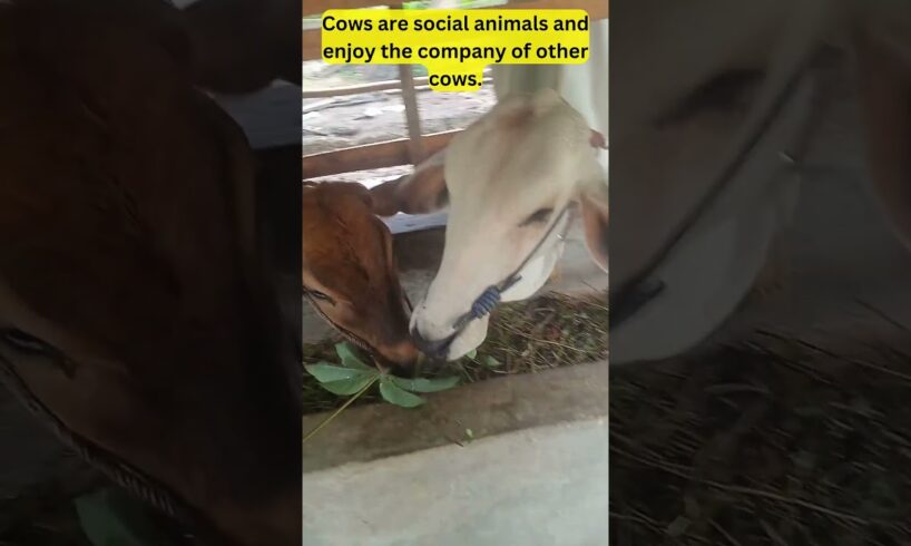 Cows are social animals🐄🤠🐮 #cowfacts #funfacts #didyouknow #shortvideo #shortsviral