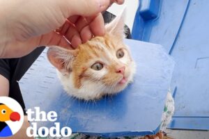 Crying Kitten Was Stuck In A Dumpster | The Dodo