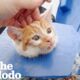 Crying Kitten Was Stuck In A Dumpster | The Dodo