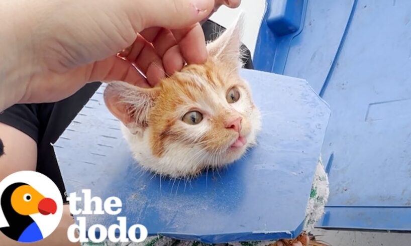 Crying Kitten Was Stuck In A Dumpster | The Dodo