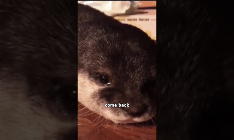 Crying little otter 🦦 #rescue #animals #shortvideo #cute