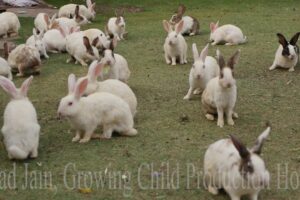 Cute Animal Rabbits as Pets Video | Rabbit Farming in India | Indian Rabbit | ढेर सारे खरगोश