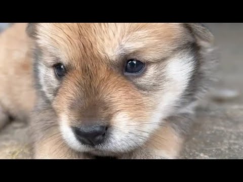 Cute Puppies Barking Compilation