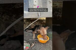 Cute Puppies | Cute Dogs Playing | Feeding Street Dogs #straydogs #shorts #trending