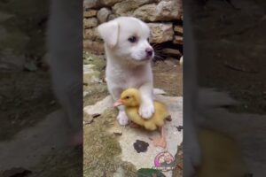 Cute Puppies Doing the Cutest Things – Heart-Melting Moments! ❤️ 🥰