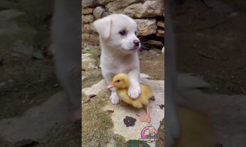 Cute Puppies Doing the Cutest Things – Heart-Melting Moments! ❤️ 🥰