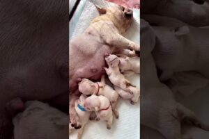 Cute Puppies Drinking Breast Milk #puppy #cutepuppy #puppyvideos