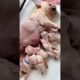 Cute Puppies Drinking Breast Milk #puppy #cutepuppy #puppyvideos