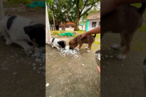 Cute Puppies 🐶 | Eating Rice 🍚