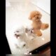 Cute Puppies Love show fall #show