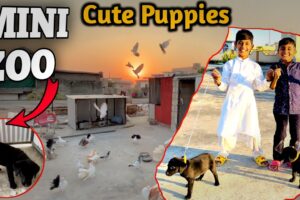 Cute Puppies | My Mini Zoo Vlog | Aj Band Diya Duno Ko 😂 Hq Pets Vlog