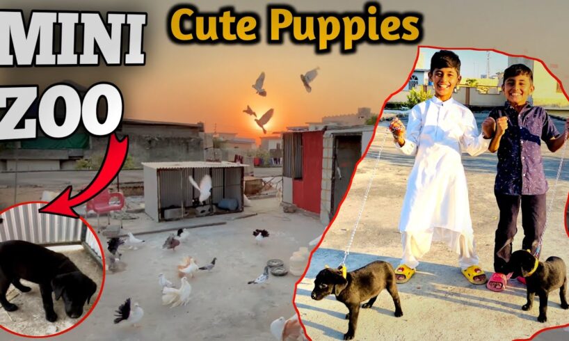 Cute Puppies | My Mini Zoo Vlog | Aj Band Diya Duno Ko 😂 Hq Pets Vlog