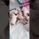 Cute Puppies Teasing Mother After Milk The FUNNIEST Reactions #cutepuppy #puppy #doglovers