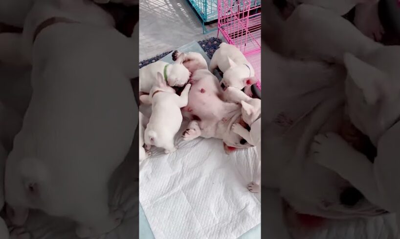 Cute Puppies Teasing Mother After Milk The FUNNIEST Reactions #cutepuppy #puppy #doglovers