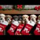 🎄🐾 Cute Puppies in Christmas Stockings Listen to "Up on the Housetop" Barking Edition! 🎶❤️