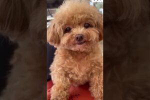 Cute Toy Poodle Puppy 😊😊😊