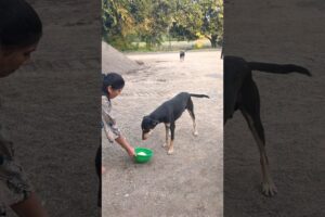 Cute dog #doglover #puppy #labrado #shortvideo