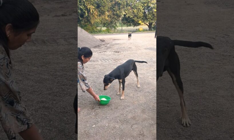 Cute dog #doglover #puppy #labrado #shortvideo