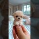 Cute mini puppy