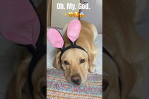 Cute or ugly? ✨ 🤔 #labrador #ytshorts #youtube #comedy #cute #puppies #shorts #trending #doglover