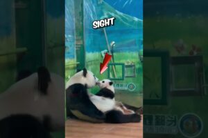 Cute panda playing with mom will melt your heart 🥰❤️ #animals #shortfeed #Heartwarming