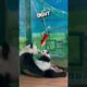 Cute panda playing with mom will melt your heart 🥰❤️ #animals #shortfeed #Heartwarming