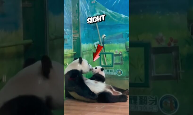 Cute panda playing with mom will melt your heart 🥰❤️ #animals #shortfeed #Heartwarming