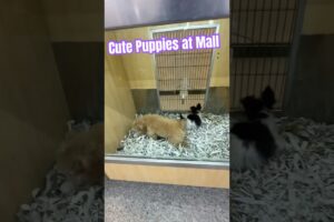 Cute puppies at mall #puppy #shorts