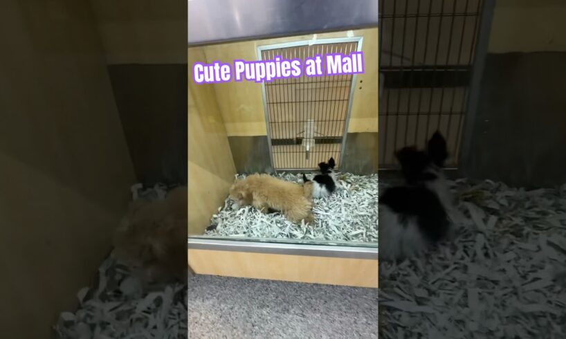 Cute puppies at mall #puppy #shorts